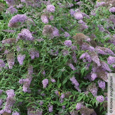 Schmetterlingsflieder 'Gulliver'(S), hellviolett, Höhe ca. 30 cm im 5 Liter Topf Schmetterlingsflieder 'Gulliver'(S), hellviolett, Höhe ca. 30 cm im 5 Liter Topf