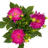 Dahlie 'Hypnotica', Farben zufällig, Topf-Ø 19 cm, 2er-Set