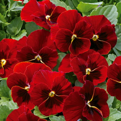 Grabbepflanzung Frühling bunt, 12 Pflanzen Grabbepflanzung Frühling bunt, 12 Pflanzen