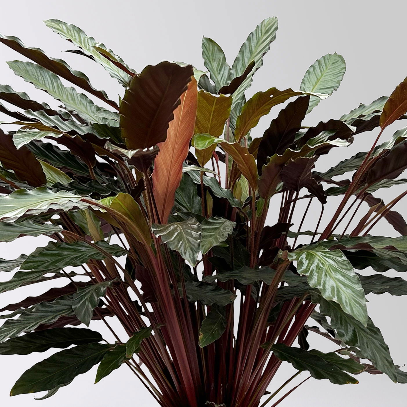 Calathea 'Wavestar', Topf-Ø 21 cm,  Höhe ca. 80-100 cm