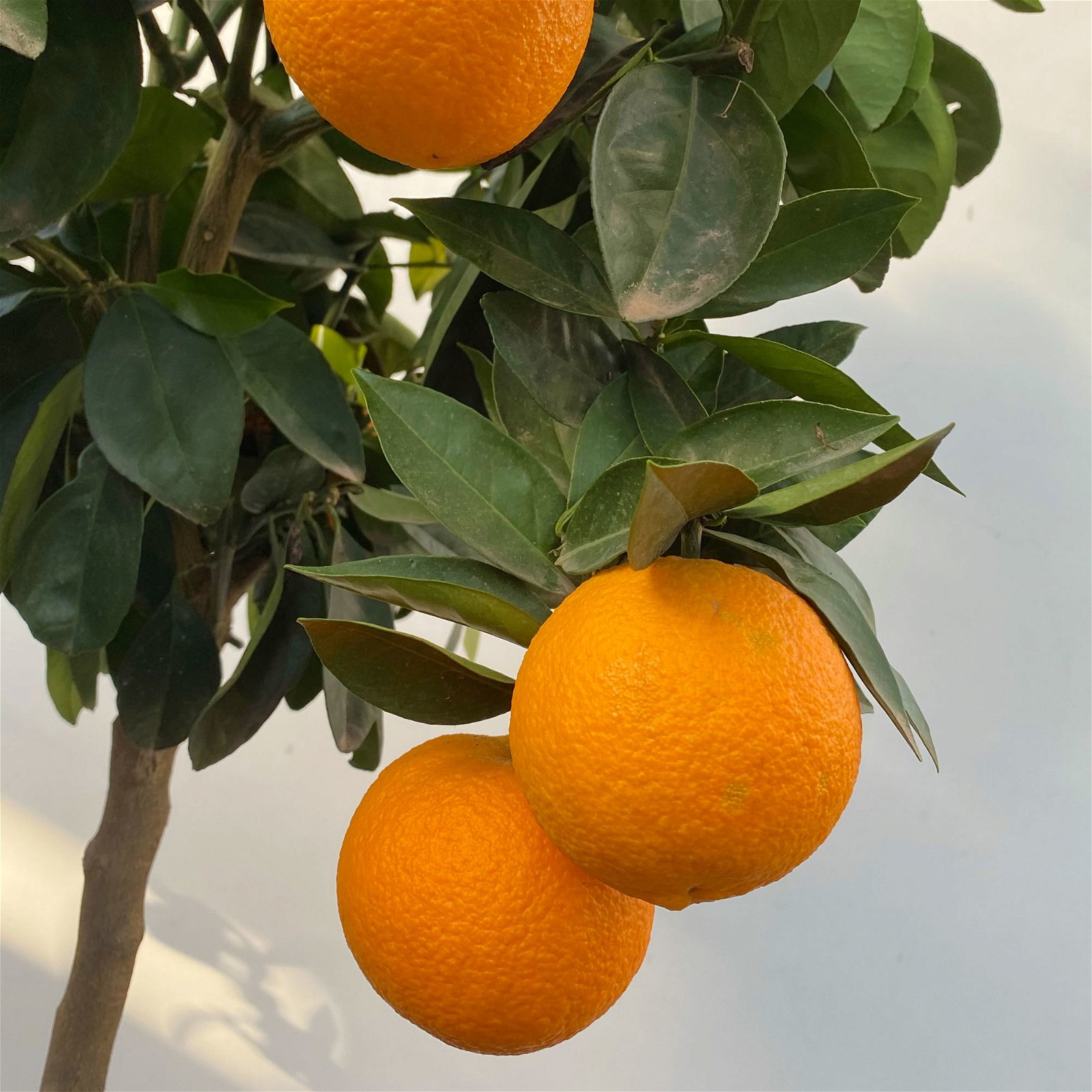 Orangenbaum, Stamm, Topf-Ø ca. 33 cm, Höhe ca. 150 cm