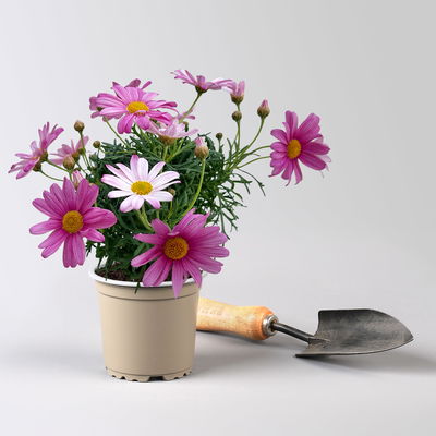 Margerite, Farben zufällig, Topf-Ø 11 cm, 8 Pflanzen