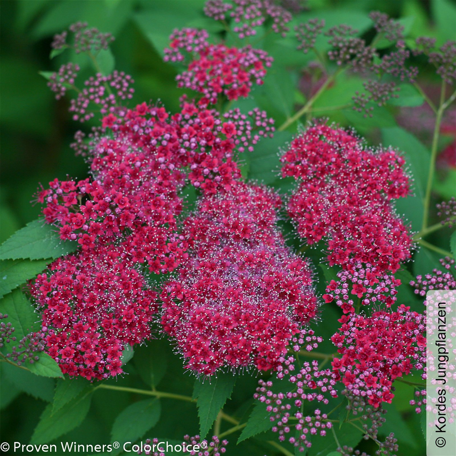 Rote Japanspiere 'Double Play® Red', Spiraea japonica, rot, im Topf 5 Liter