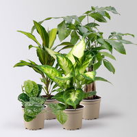 Grünpflanzenkreation 'Pflanzen-WG', Topf-Ø 12cm, 4 Pflanzen Grünpflanzenkreation 'Pflanzen-WG', Topf-Ø 12cm, 4 Pflanzen