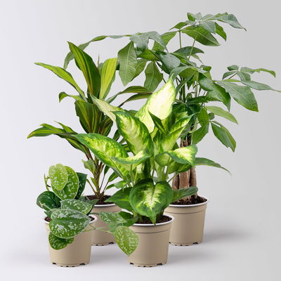 Grünpflanzenkreation 'Pflanzen-WG', Topf-Ø 12cm, 4 Pflanzen Grünpflanzenkreation 'Pflanzen-WG', Topf-Ø 12cm, 4 Pflanzen