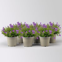 Campanula 'Ambella® Purple', lila, Topf-Ø 12 cm, 6 Pflanzen
