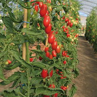 Tomatenpflanzen Dattel Mix F1, Topf-Ø 12 cm, 5er-Set