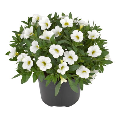 Zauberglöckchen, weiß, Topf-Ø 12 cm, 6 Pflanzen