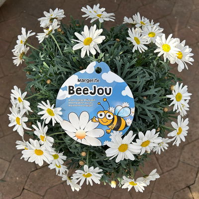 Margerite 'Beejou', weiß, Stamm, Topf-Ø 19 cm
