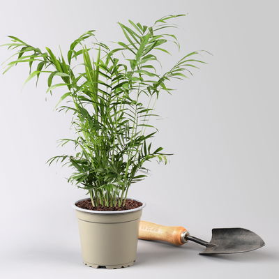 Grünpflanzen Überraschungs-Mix, Topf-Ø 11-14 cm, Höhe 15-50 cm, 6 Pflanzen