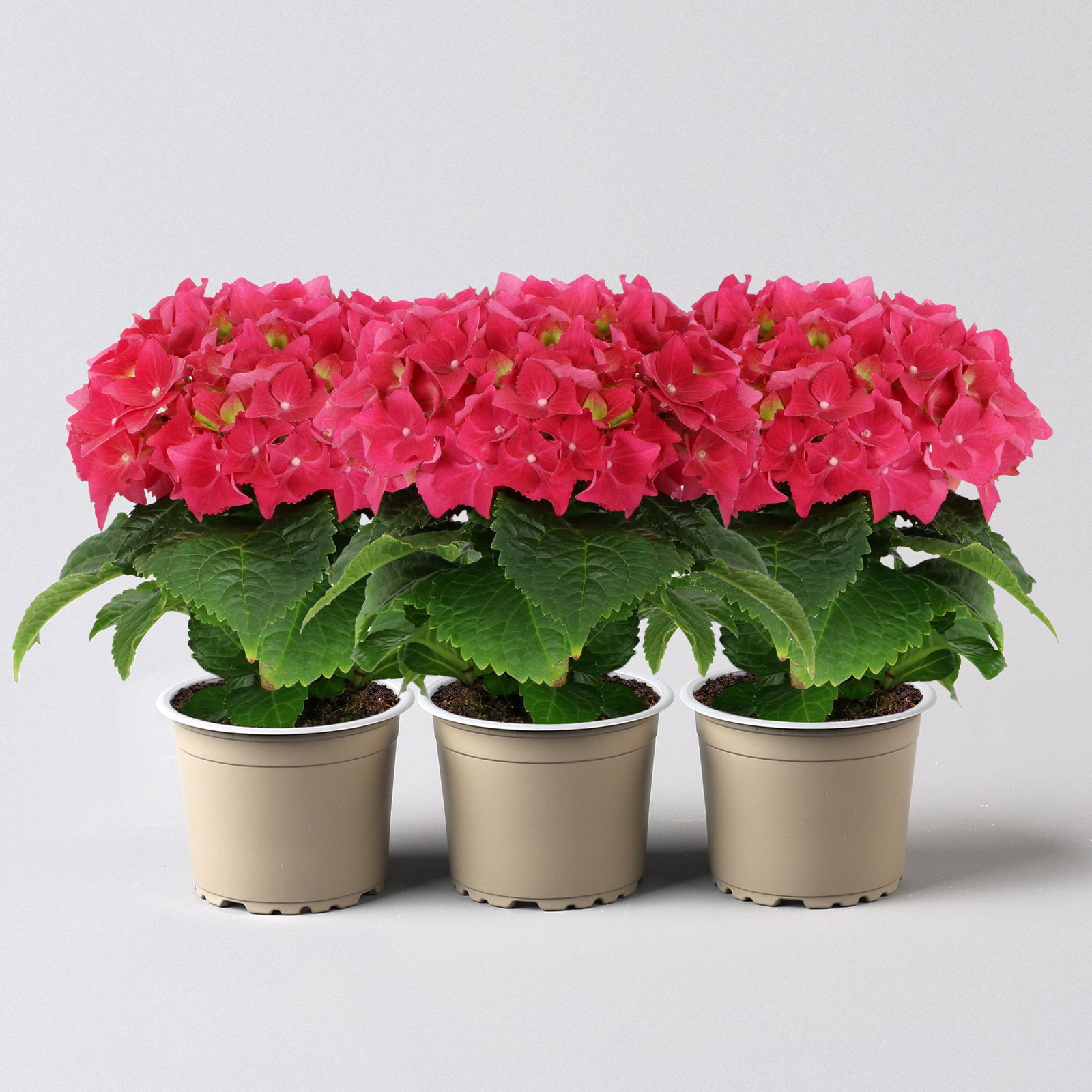 Hortensie 'Hot Red' rot, 1-Trieber, Topf-Ø 8,5 cm, Höhe: 15 cm, 3er-Set