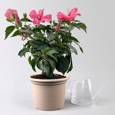 Hibiskus rosa, Busch, Topf-Ø 21 cm, Höhe ca. 50 cm Hibiskus rosa, Busch, Topf-Ø 21 cm, Höhe ca. 50 cm