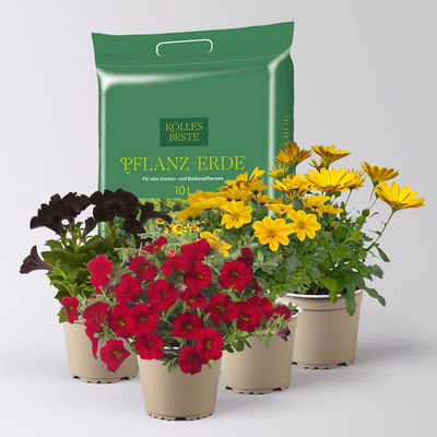 Pflanzenkreation 'WM-Edition', 4 Pflanzen inkl. Erde