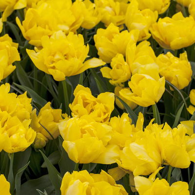 Tulpe, gelb, gefüllt, vorgetrieben, Topf-Ø 15 cm, 3 Pflanzen Tulpe, gelb, gefüllt, vorgetrieben, Topf-Ø 15 cm, 3 Pflanzen