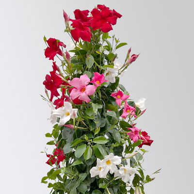 Dipladenie 'Trio', bunt, Pyramide, Topf-Ø 23 cm, Höhe ca. 110 cm