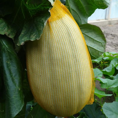 Blu Bio Mangomelone F1, Topf-Ø 12 cm, 3er Set Blu Bio Mangomelone F1, Topf-Ø 12 cm, 3er Set