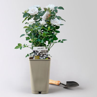 Bodendeckerrose 'Aspirin'®, weiß, Topf 3 Liter, 4 Pflanzen Bodendeckerrose 'Aspirin'®, weiß, Topf 3 Liter, 4 Pflanzen