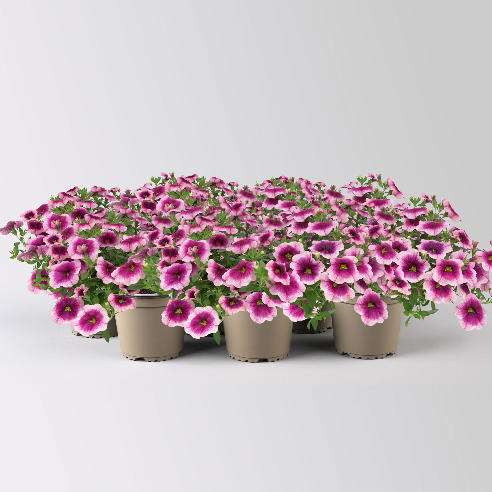 Zauberglöckchen 'Frozen Berry', rosa-pink, Topf-Ø 13 cm, 6 Pflanzen