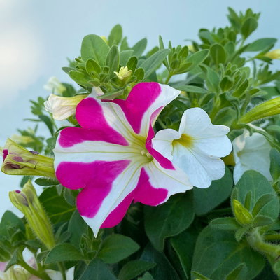 Petunie/Zauberglöckchen 'Duo' weiß-pink, Topf-Ø 14 cm, 4 Pflanzen