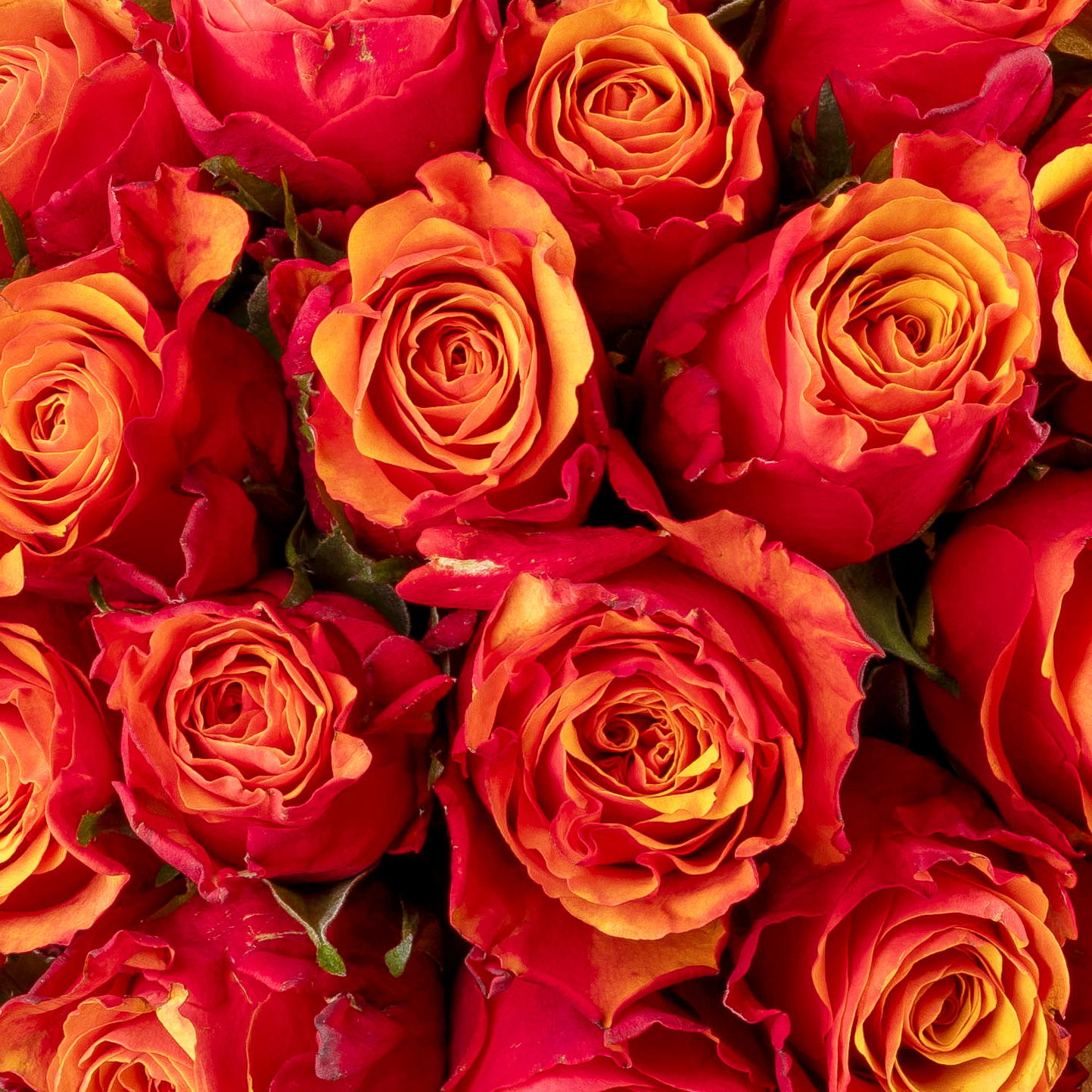 17 orange/rote Rosen 'Espana'
