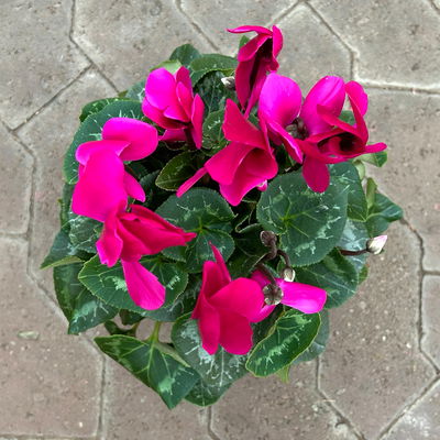 Alpenveilchen 'Meine Beste', lila, Topf-Ø 13 cm, 3 Pflanzen