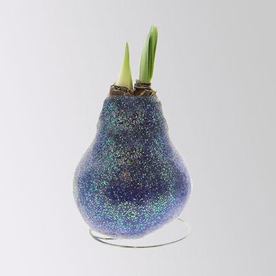 Amaryllis in Wachs, Dekor ' Create Blue', Farbe zufällig, Blüte rot, 2 Pflanzen