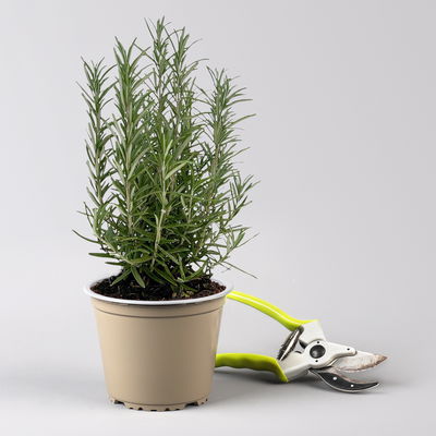 Sunny Herbs® Rosmarin, Busch, Topf-Ø 14 cm, 6 Pflanzen Sunny Herbs® Rosmarin, Busch, Topf-Ø 14 cm, 6 Pflanzen