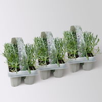 Lavendel, weiß, Ballen-Ø ca. 7 cm, 3x 6 Pflanzen im Tray