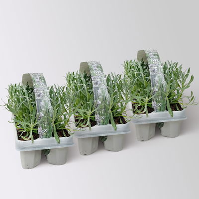 Lavendel, weiß, Ballen-Ø ca. 7 cm, 3x 6 Pflanzen im Tray Lavendel, weiß, Ballen-Ø ca. 7 cm, 3x 6 Pflanzen im Tray