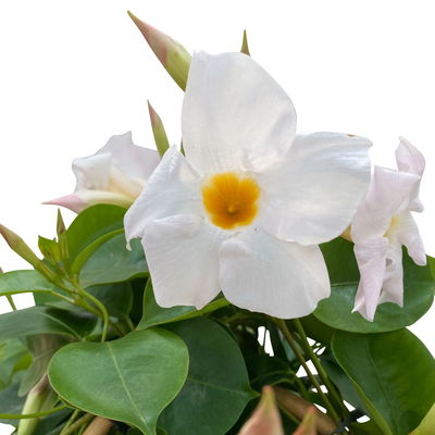 Dipladenie, weiß, Doppelbogen, Topf-Ø 21 cm,  Höhe ca. 90 cm