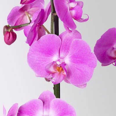 Schmetterlingsorchidee, dunkelrosa, 2 Rispen, Topf-Ø 12 cm, Höhe ca. 65 cm Schmetterlingsorchidee, dunkelrosa, 2 Rispen, Topf-Ø 12 cm, Höhe ca. 65 cm