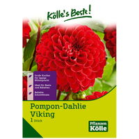 Pompon-Dahlie 'Viking', rot, 1 Blumenknolle