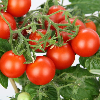 Blu Bio Minitomatenpflanze 'Mini-Tom F1', Topf-Ø 12 cm, 3er-Set Blu Bio Minitomatenpflanze 'Mini-Tom F1', Topf-Ø 12 cm, 3er-Set