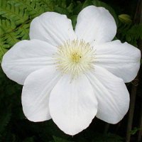 Großblumige Waldrebe 'Madame Le Coultre', Clematis, weiß, Topf 2 Liter