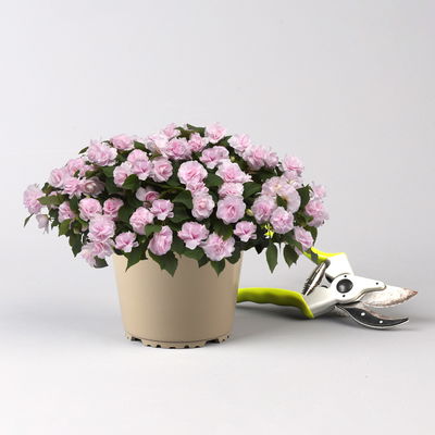 Fleißiges Lieschen, Farbe zufällig, gefüllt, Topf -Ø 12 cm, 6 Pflanzen