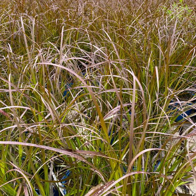 Lampenputzergras, rotlaubig, Topf-Ø 21 cm