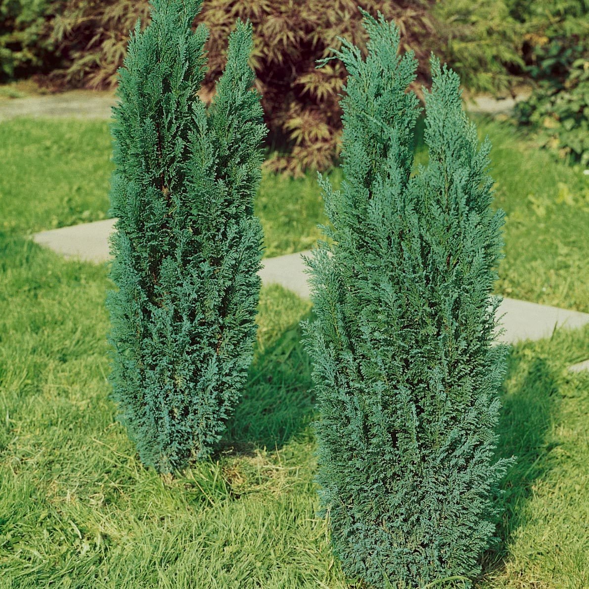 Graublaue Kegelzypresse 'Ellwoodii', 10er-Set, Höhe 30-40 cm, Topf 2 Liter