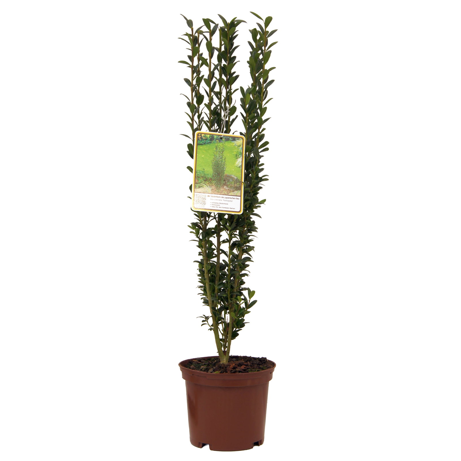 10er-Set Ilex crenata 