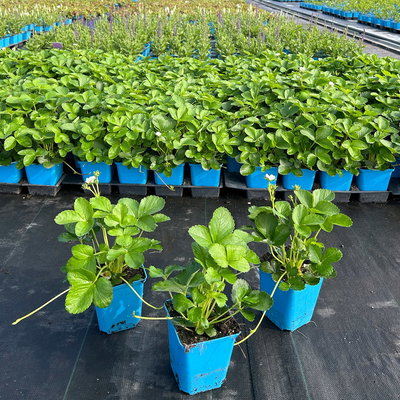 Bio Hummi® Erdbeere 'Neue Mieze', Topf 11x11cm, 3 Pflanzen