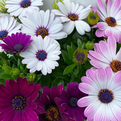 Kapkörbchen mehrfarbig, Topf-Ø 12 cm, 6er-Set Kapkörbchen mehrfarbig, Topf-Ø 12 cm, 6er-Set