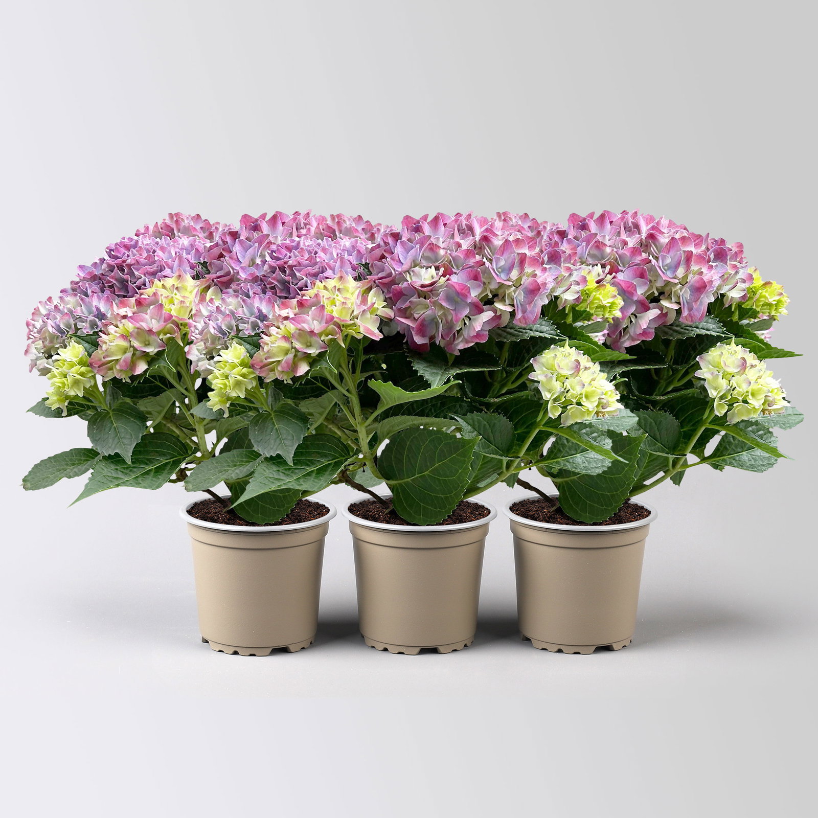 Hortensie 'Tabletensia®' lila, Topf-Ø 10 cm, 3 Pflanzen Hortensie 'Tabletensia®' lila, Topf-Ø 10 cm, 3 Pflanzen