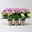 Hortensie  'Tabletensia®' lila, Topf-Ø 10 cm, 3 Pflanzen