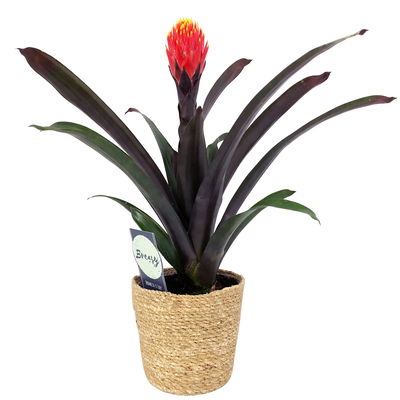 Guzmania 'Tala', orange-gelb, mit Korb Maki,  Höhe ca. 45 cm, Topf-Ø 12 cm