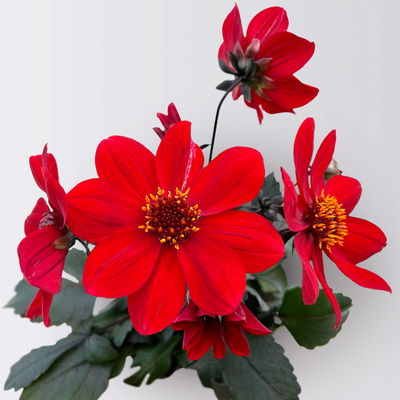 Dahlie bienenfreundlich, Farbe zufällig, Topf-Ø 14 cm, 4 Pflanzen