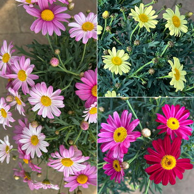 Margerite, Farbe zufällig, Stamm, Topf-Ø 15 cm, 2 Pflanzen