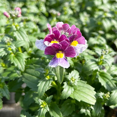 Nemesie, Sorte zufällig, Topf-Ø 12 cm, 6 Pflanzen Nemesie, Sorte zufällig, Topf-Ø 12 cm, 6 Pflanzen