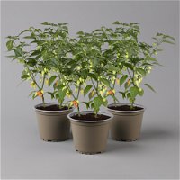 Blu Bio Chilipflanze Tropfen-Chili, Topf-Ø 15 cm, 3er Set