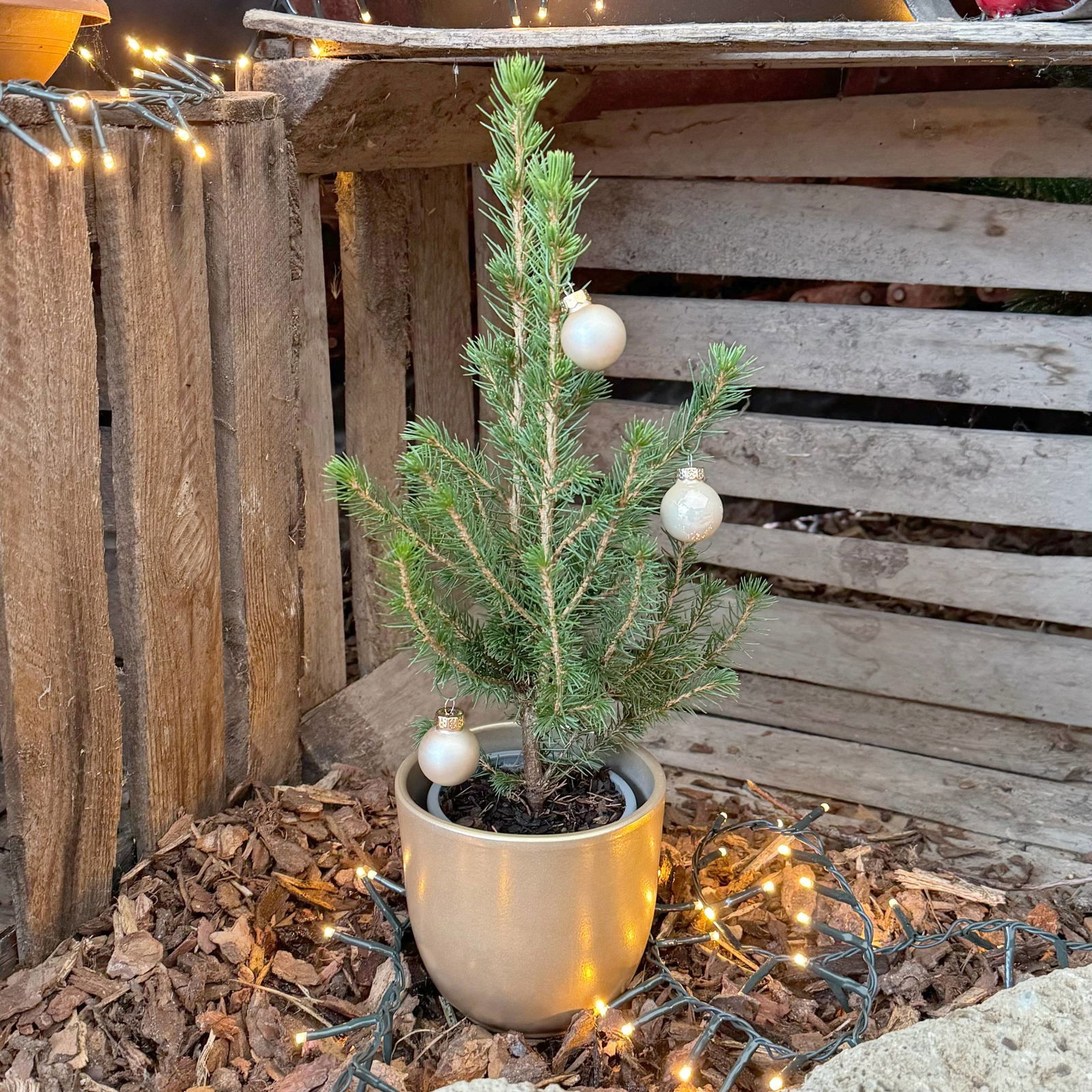 Zuckerhutfichte, Picea glauca 'Conica', Topf-Ø 9 cm, 6er Set