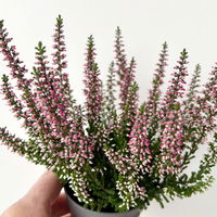 Knospenheide Mini rot, Mini, Topf-Ø 6 cm, 12 Pflanzen