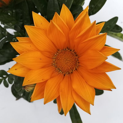 Mittagsgold orange, Topf -Ø 12 cm, 6er-Set